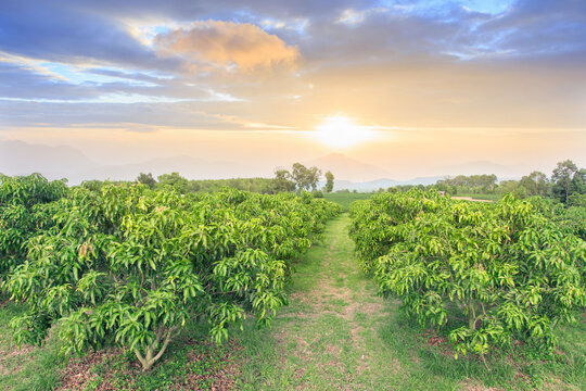 Mango Field